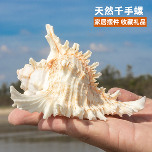 天然千手螺贝壳海螺家居摆件收藏礼品装饰品水族鱼缸造景拍摄道具
