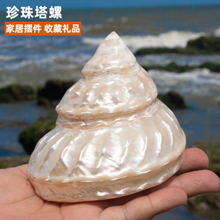 天然海螺贝壳海星珍珠塔螺鱼缸造景寄居蟹换壳家居装饰摆件礼物