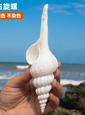 天然海螺贝壳长白旋螺鱼缸造景