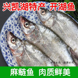密山兴凯湖大小白鱼新捕现杀翘嘴鱼麻鲢鱼大罗锅淡水整条食用包邮
