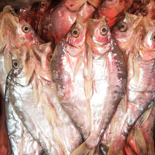 兴凯湖小白鱼干特产湖鱼淡水密山鱼干麻鲢鱼半干今年新鲜晾晒水产