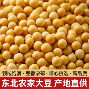 东北新黄豆5斤非转基因批发大豆老品种干土黄豆发豆芽打豆浆专用