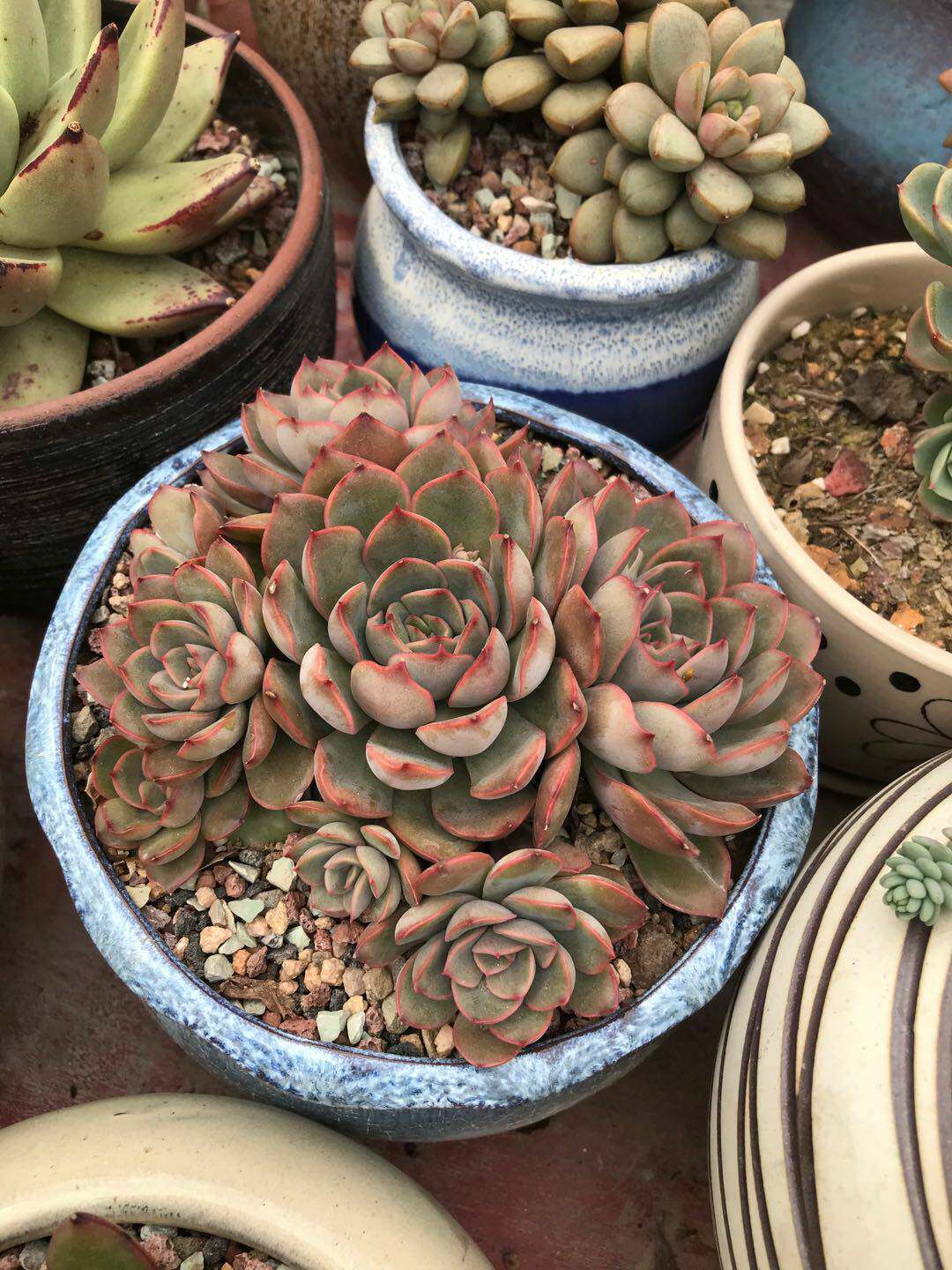 Bl冰恋文价格 Bl冰恋文图片 星期三