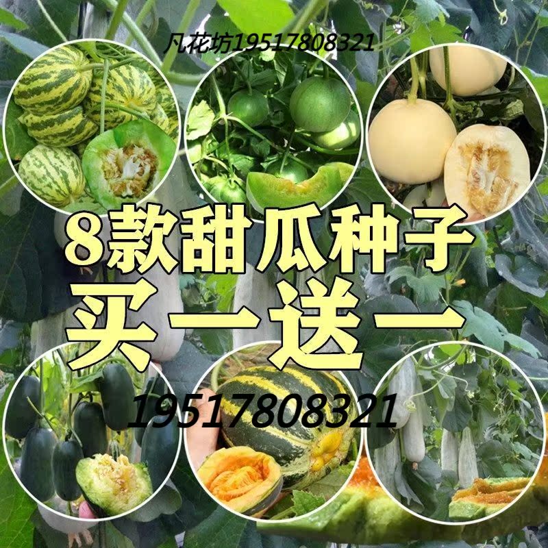 甜瓜种子四季播种香瓜种子羊角蜜绿宝石种子高产庭院