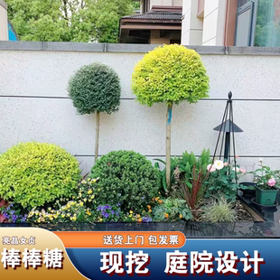 亮晶女贞棒棒糖爱心五角星月亮造型川滇蜡树耐寒花园设计搭配花镜