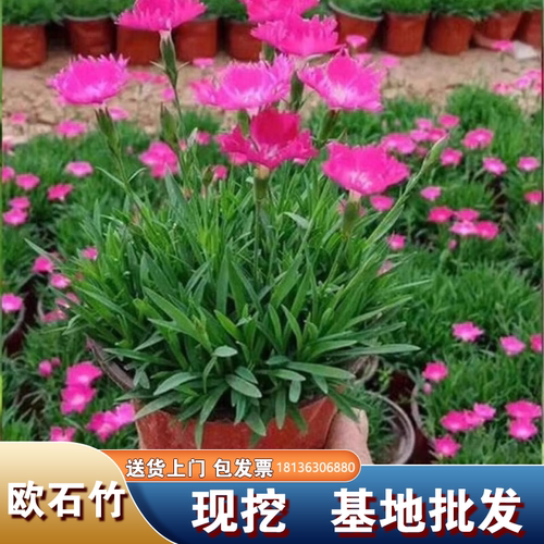 欧石竹花苗耐寒耐旱原盆原土发货