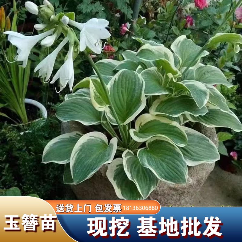 玉簪花苗金边青叶花边玉簪植物耐