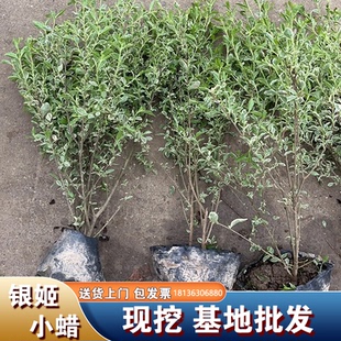 耐阴银姬小蜡苗球彩叶灌木庭院别墅小区耐寒耐旱花叶女贞绿化杯苗