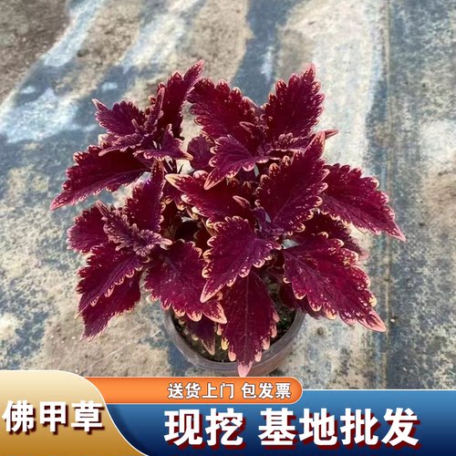 彩叶草盆栽金边七彩五彩苏