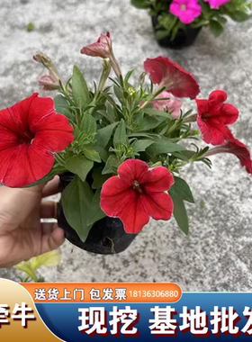 牵牛花带花盆栽爬藤开花垂吊矮脚喇叭花带花苞重瓣矮牵牛花苗