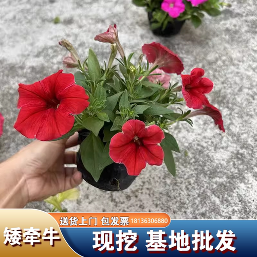 牵牛花带花盆栽爬藤开花