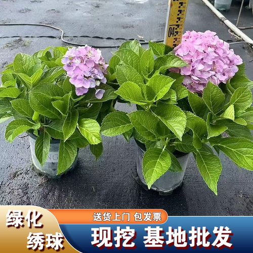 绣球花苗无尽夏大花绣球八仙花室内阳台花盆栽花卉耐寒四季开大花