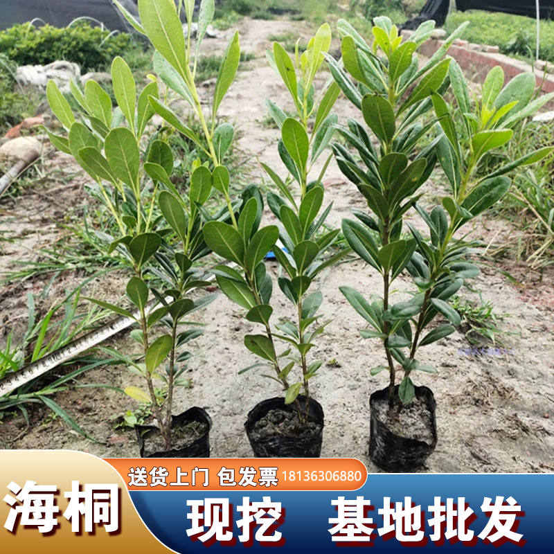 海桐树苗球庭院绿篱笆四季常青