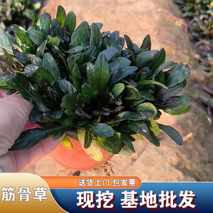 姬十二单筋骨草多花宿根植物多年生耐热耐寒庭院花镜绿化四季草花