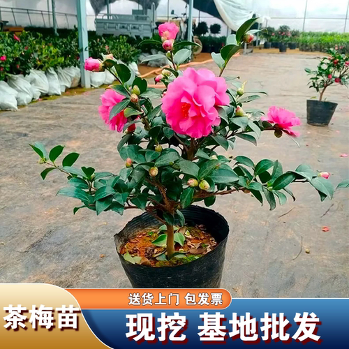 茶梅花树苗红色山茶花树苗篱笆