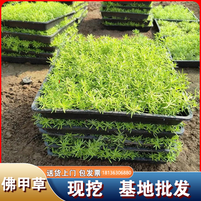 佛甲草苗黄金金叶佛甲草草皮过路黄姬岩垂草中华景天耐寒地被植物