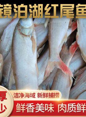镜泊湖黑龙江省中国大陆红尾鱼发货速冻真空包装180元4斤包邮