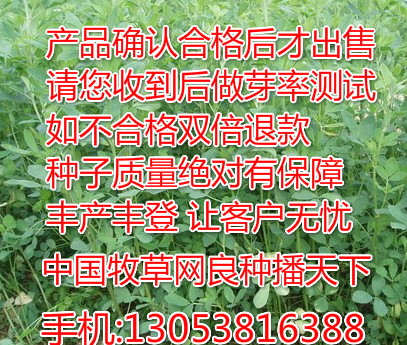 耐盐碱塞特苜蓿中苜四号紫花苜蓿中苜一号中苜三号高蛋白中苜二号