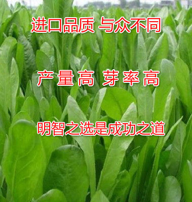 高产高蛋白饲草天香速生草种子全国包邮养鸡牧草种子春夏秋季播种