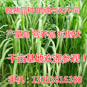 适合养牛羊的牧草有哪些杂交狼尾草高产牧草品种春夏播种牧草种子