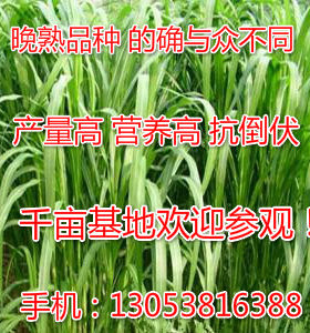 适合养牛羊的牧草有哪些杂交狼尾草高产牧草品种春夏播种牧草种子