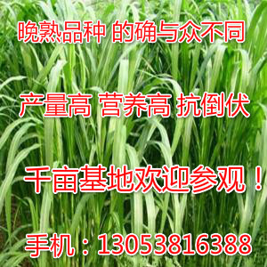 适合养牛羊的牧草有哪些杂交狼尾草高产牧草品种春夏播种牧草种子