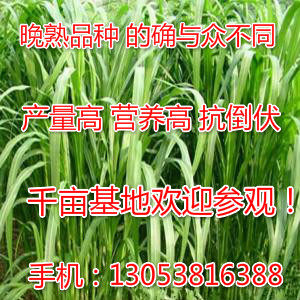 美洲杂交狼尾草具有适应性广、耐热、耐湿、高产、优质、耐刈割、适口性好等突出特点，是牛羊兔鱼、鹅鹿猪等畜禽及鱼类理想的青饲料，近年来被广泛种植。在各种土壤上均可生长，经多年栽培，未发现有任何病虫危害，鲜草亩产量可达10000千克以上
