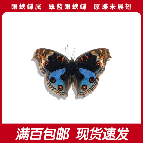 翠蓝眼蛱蝶A1/A-真蝴蝶标本高品质原蝶手工制作diy手工自然收藏
