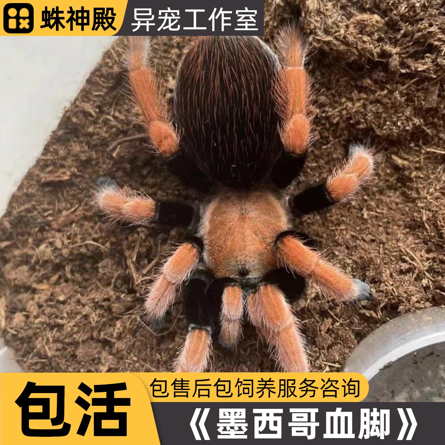 墨西哥血脚蜘蛛aph属寿命超长蜘蛛