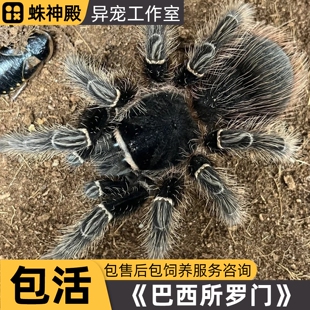 巴西所罗门网红新手入门温顺品种大体型爬宠异宠地栖蜘蛛宠物活体