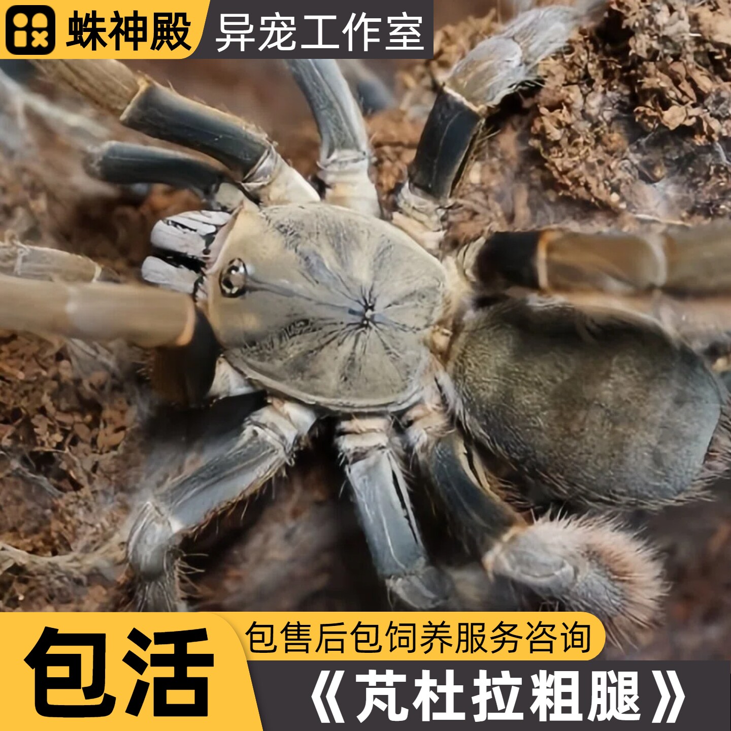 越南粗腿东南亚芃杜拉粗腿蜘蛛活蜘蛛