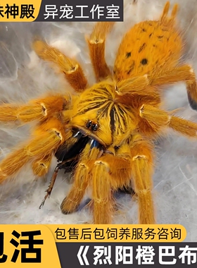 非洲烈阳橙巴布C8爬宠爬虫2-15厘米宠物蜘蛛活体凶猛黄色皮实好养