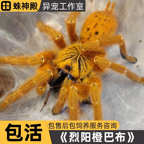 非洲烈阳橙巴布宠物蜘蛛