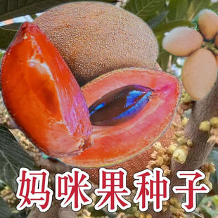 可种妈咪果种子新款 盆栽地栽南北四季 下单立减6元 大果 正品