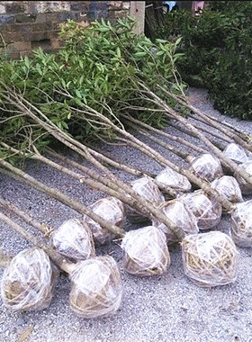 原生桂花树苗2346公分金桂丹桂四季庭院阳台盆栽地栽绿植花卉大树