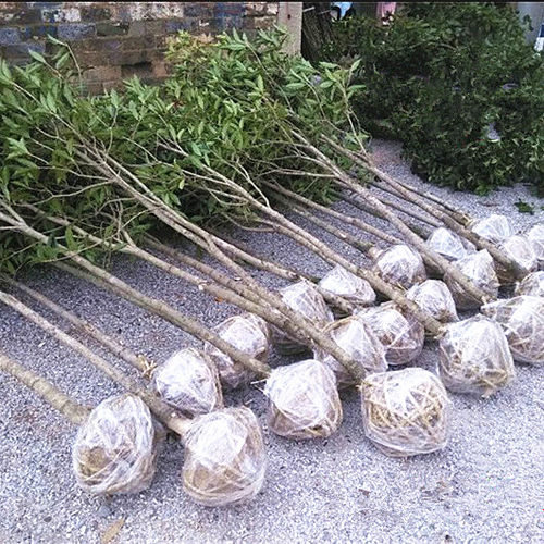 庭院花卉中国桂花之乡桂花树苗