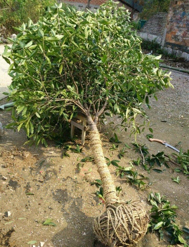 桂花树苗大树金桂丹桂八月桂 浓香型庭院地栽花卉大型绿植桂花树