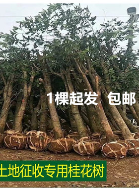 桂花树苗甩卖征收土地拆迁金桂丹桂血桂庭院田地山林绿化八月桂