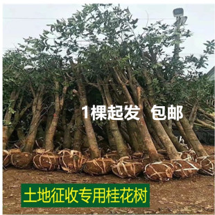 桂花树苗甩卖征收土地拆迁金桂丹桂血桂庭院田地山林绿化八月桂