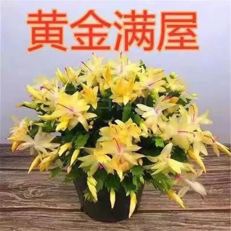 蟹爪兰盆栽大苗带根多色花苗四季