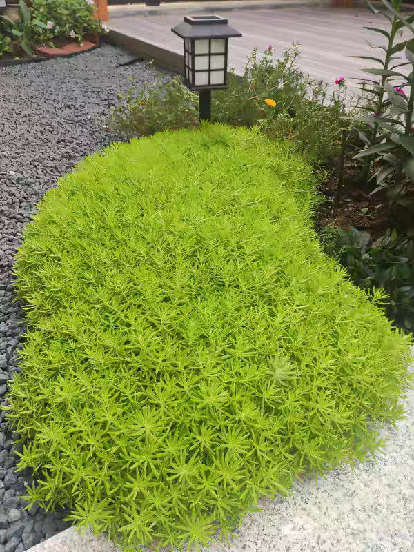 佛甲草苗草皮屋顶隔热庭院景观花镜草坪耐寒耐热四季常绿铺地植物