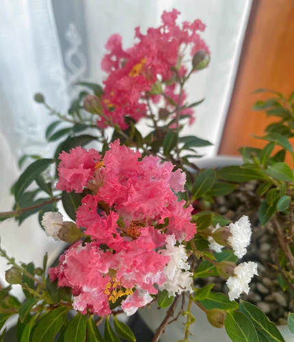 日本进口姬紫薇 日本宫粉黑钻素材盆景绿植禅意矮生多灌木耐寒热