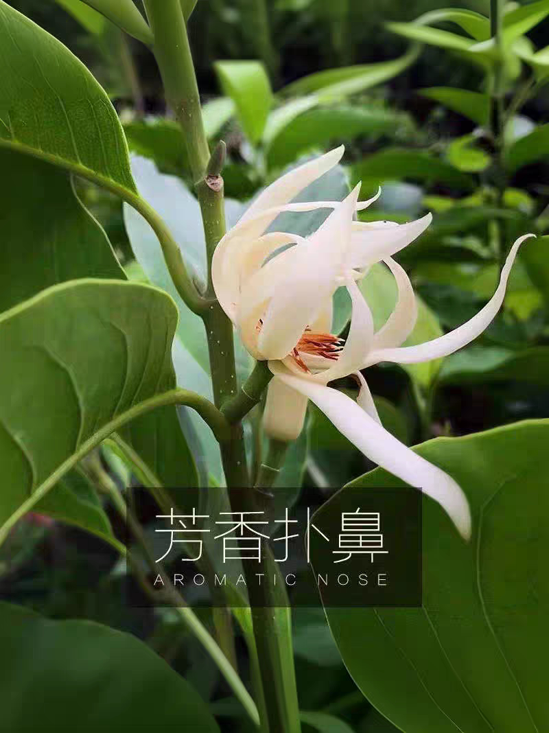 浓香花卉白兰花树苗白兰花图片