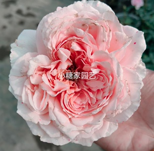 粉色系月季总汇 涌流 灌木浓香大花抗病可切花四季开花盆栽花卉