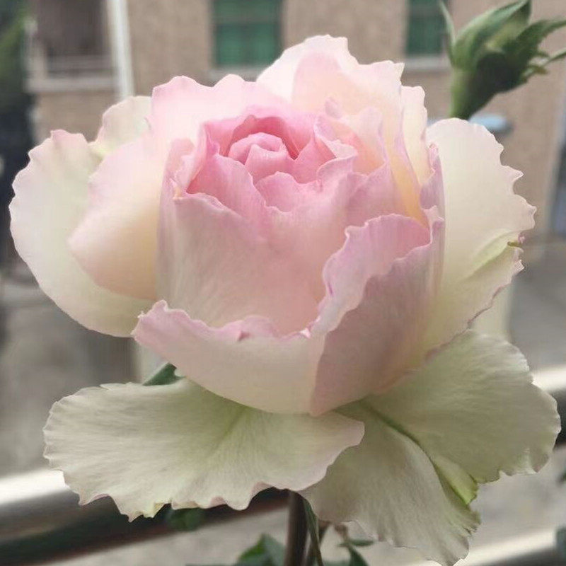 欧月灌木月季总汇佩尔朱克微蓝浓香玫瑰四季大花阳台楼顶盆栽花卉