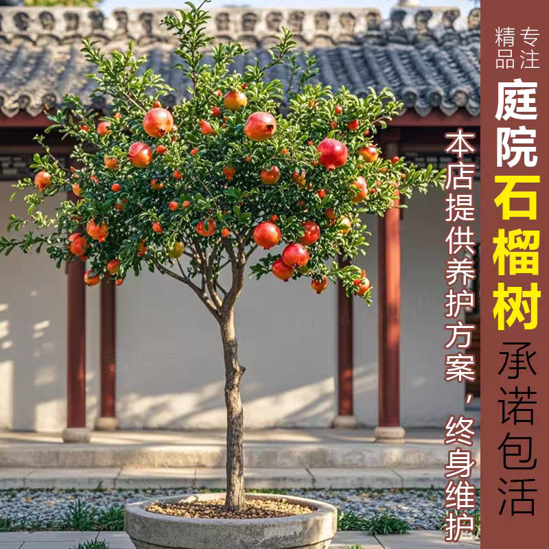 高档观赏实用石榴树苗阳台庭院果树苗别墅景观特大高杆绿化风景树