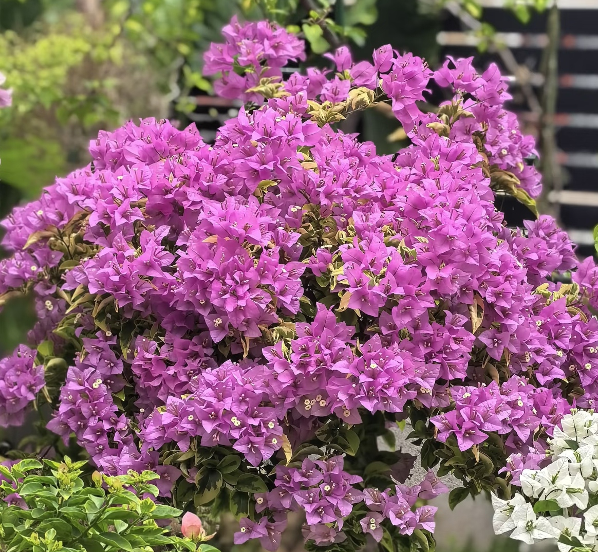 马斯雪紫三角梅盆栽爬藤植物四季耐热庭院阳台室内观花卉盆景