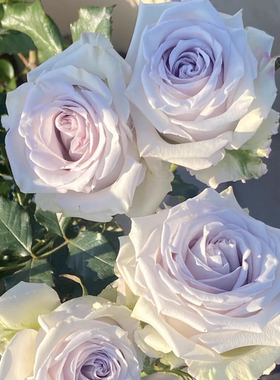 新品海洋之谜月季花苗蓝色切花玫瑰阳台庭院盆栽四季勤花容易养活