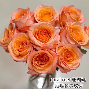 新品种进口玫瑰 珊瑚礁coral reef厄瓜多尔月季浓香阳台庭院盆栽