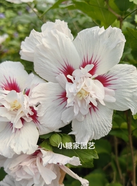 中国雪纺 重瓣白色红心牡丹型食用木槿花苗 耐热耐寒四季开花盆栽